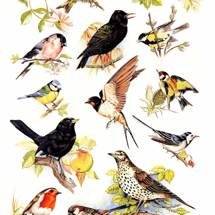 British Birds Cotton Tea Towel