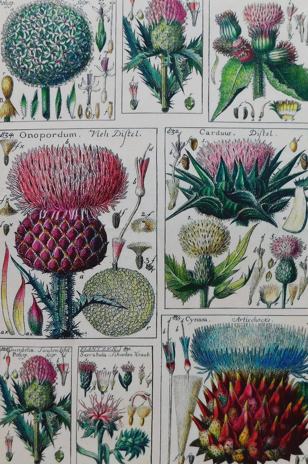 Thistle Antique Print Tea Towel