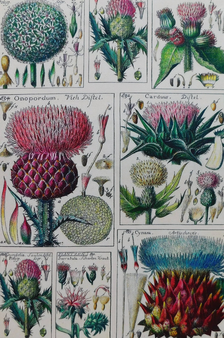 Thistle Antique Print Tea Towel