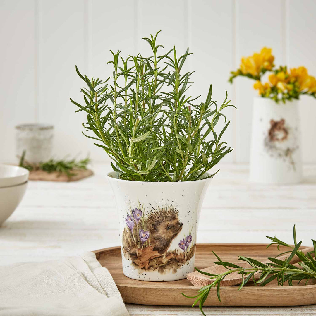 'New Beginnings' Hedgehog Small Bone China Flower/Herb Pot