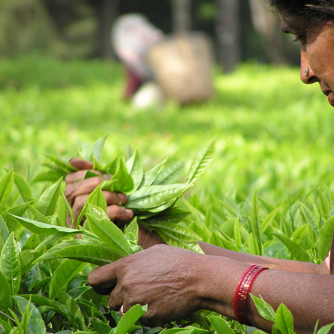 Albion Tea Second Flush Assam Tea 100g