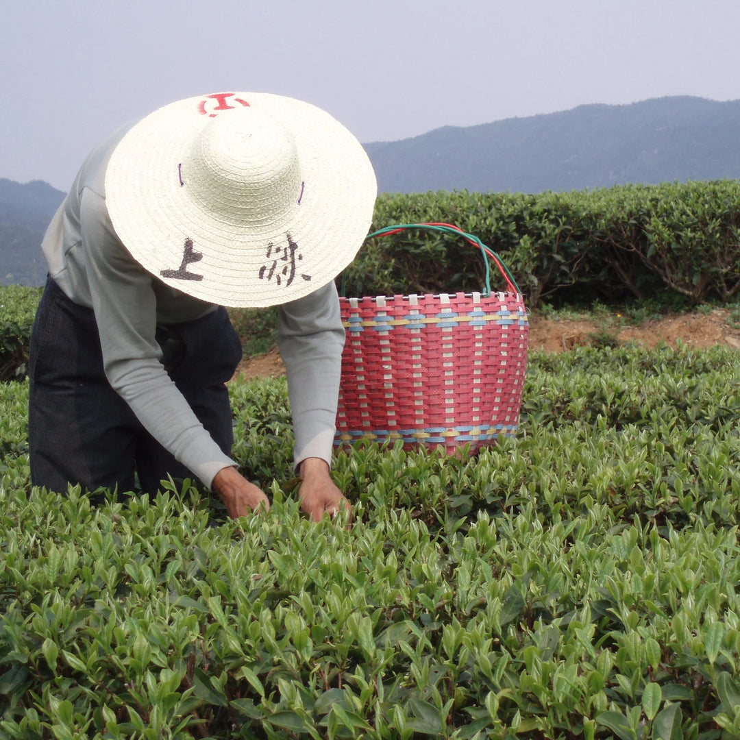 Albion Tea Jasmine Pearls Green Tea 100g