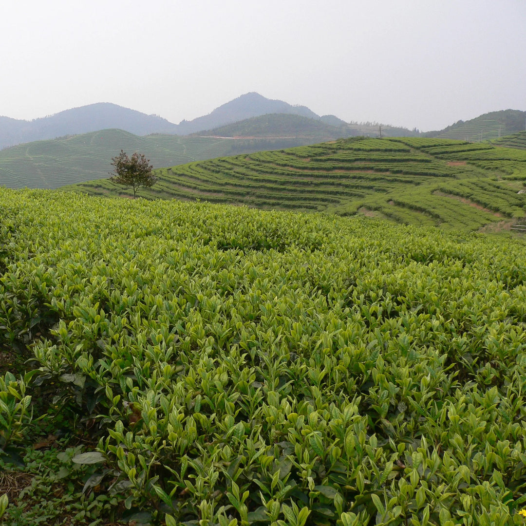 Albion Tea Mao Jian Green Tea 100g