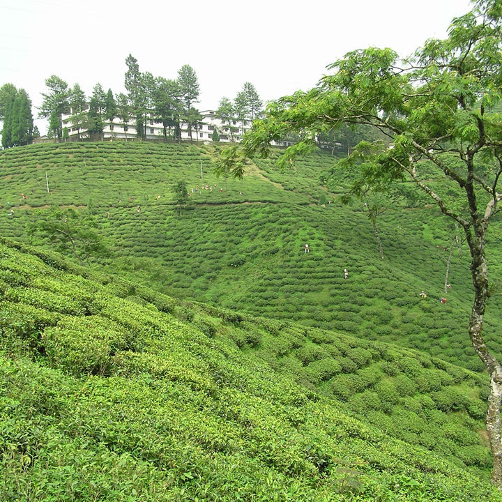 Albion Tea First Flush Darjeeling Tea 100g