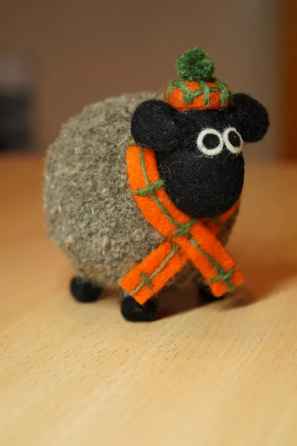 Douglas the Highland Sheep