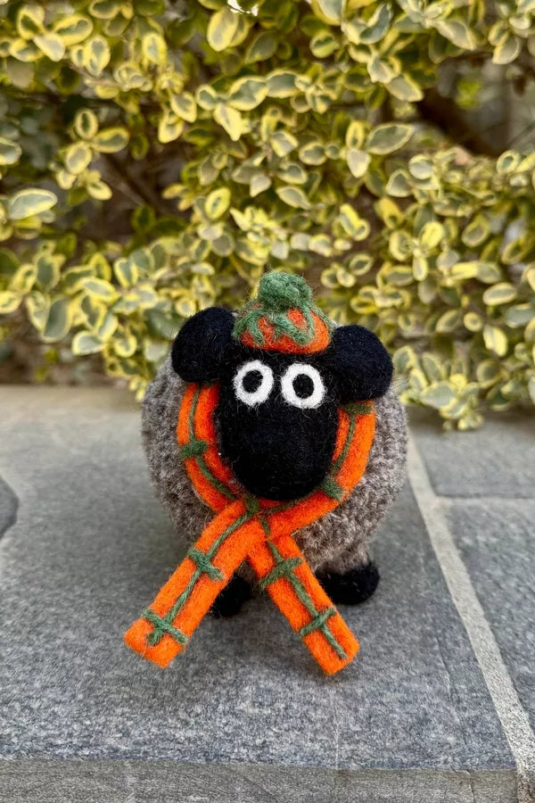Douglas the Highland Sheep