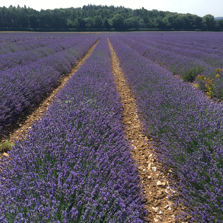 Albion Tea Earl Grey with English Lavender Tea 100g