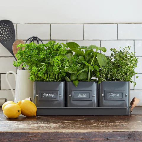 Set of 3 Herb Pots in a Leather Handled Tray - Grey