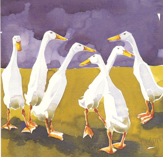 Indian Runner Ducks Greetings Card