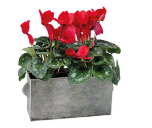 Kew Gardens Rectangular Zinc Planter With Handles
