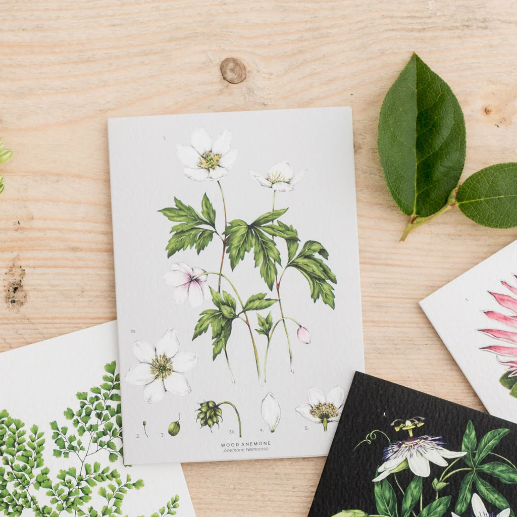 Wood Anemone - Botanical Greeting Card
