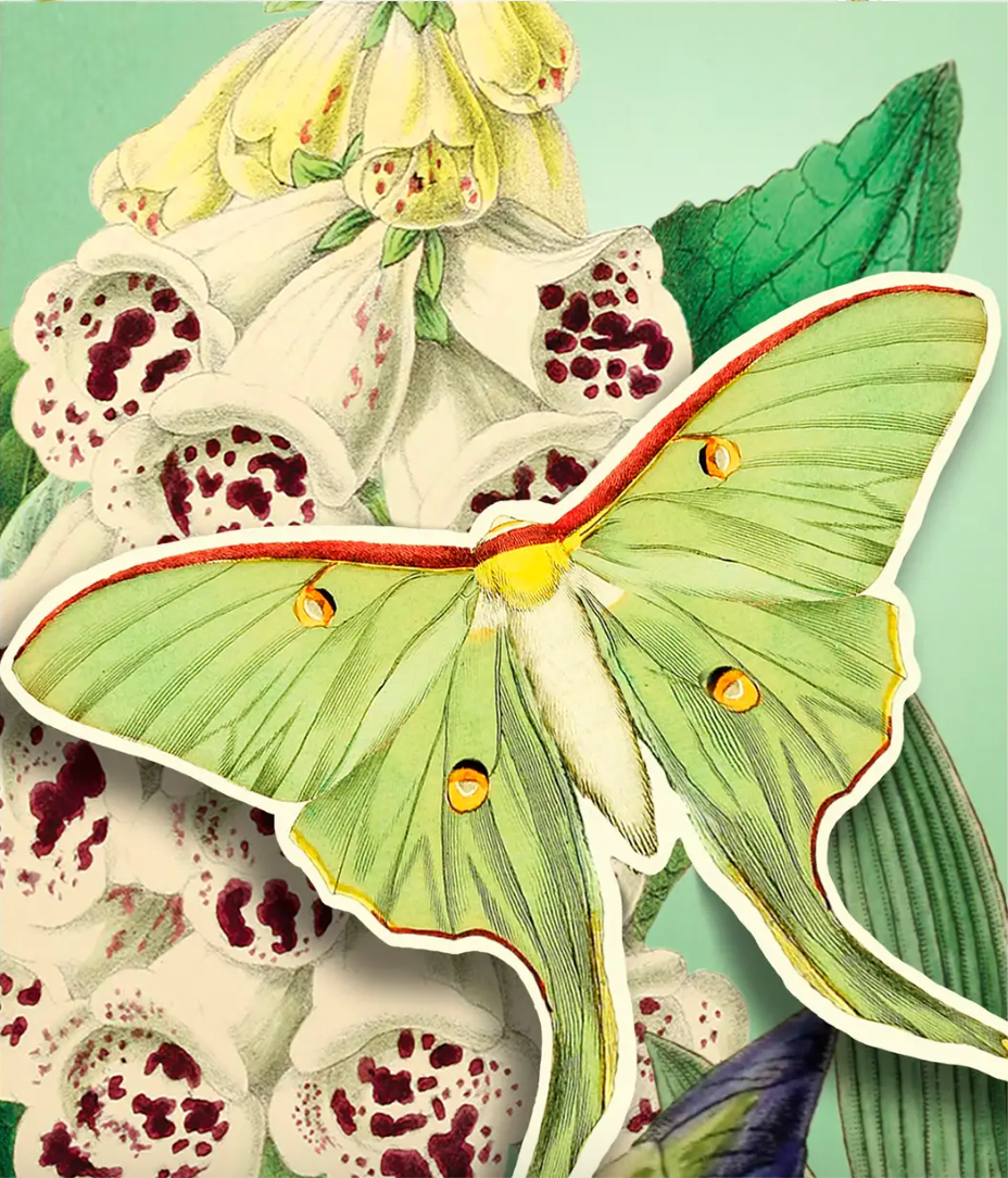 Foxglove Pop Up Greeting Card with Butterfly