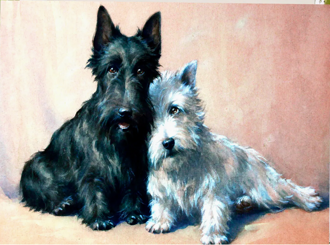 Black & White Dogs Little Vintage Greeting Card