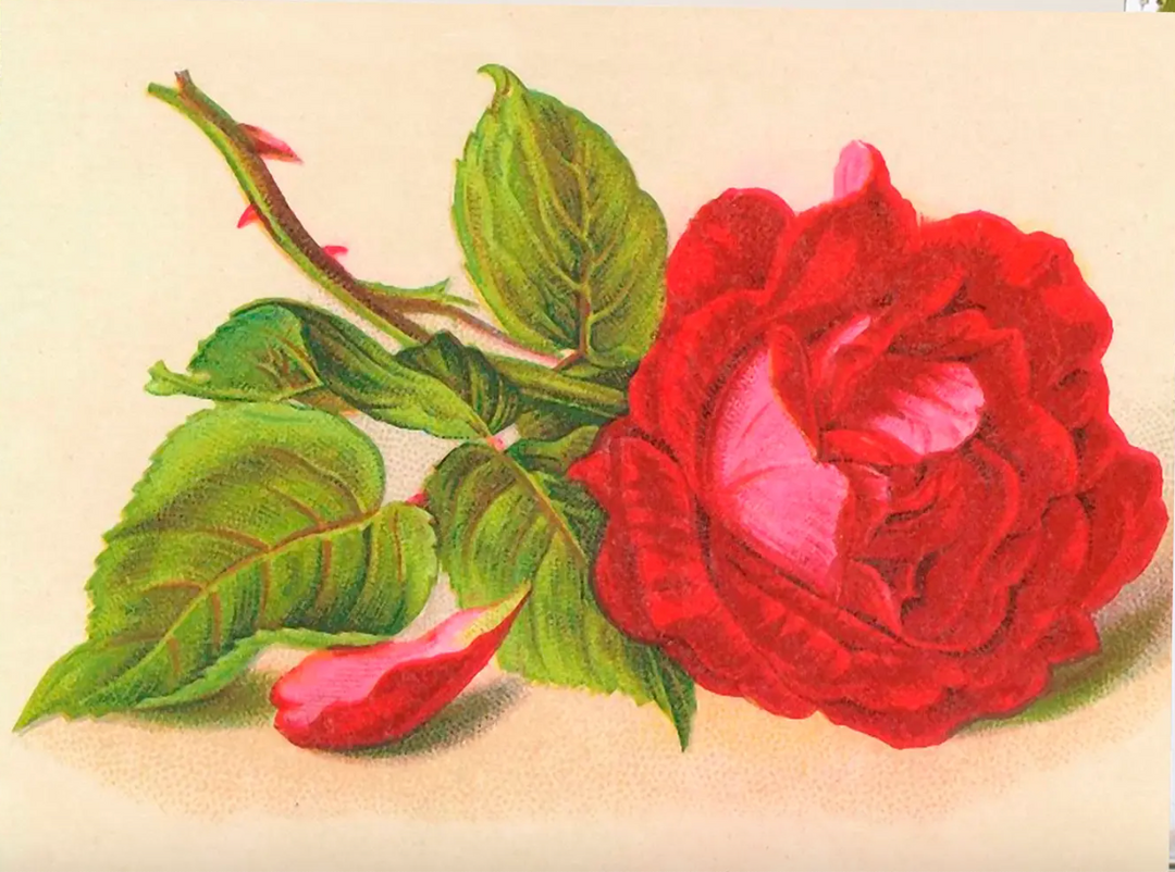 Red Rose Little Vintage Greeting Card