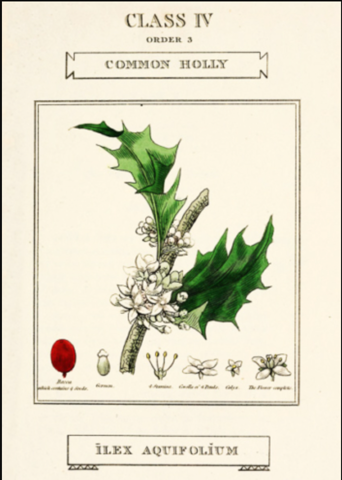 Holly Christmas Greetings Card
