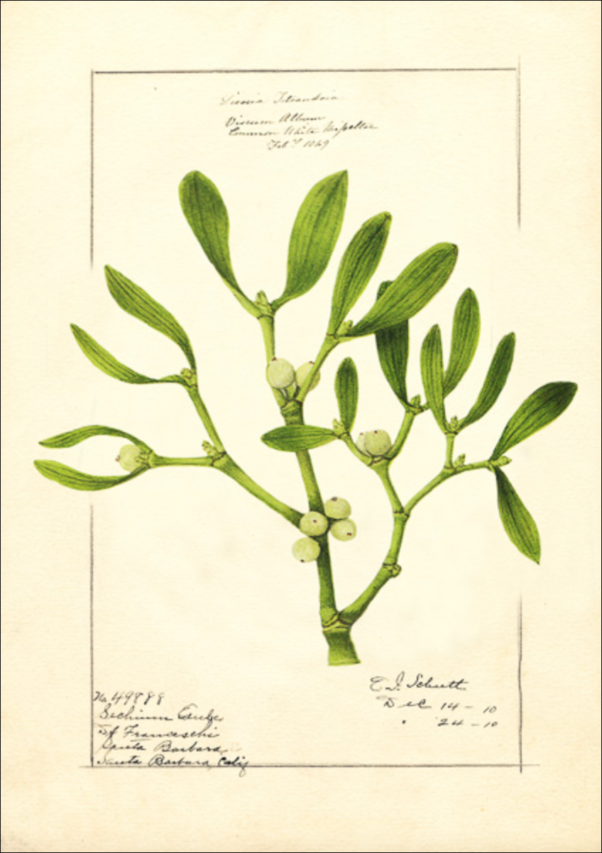 Mistletoe Christmas Greetings Card