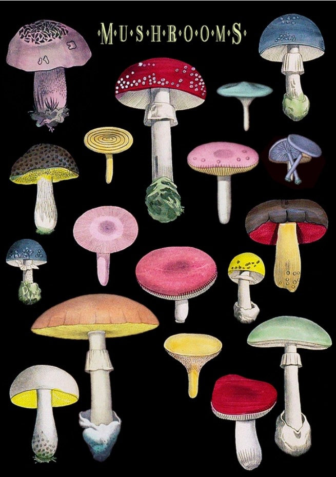 Many Mushrooms Greetings Card
