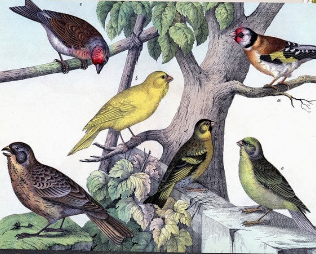 Birdies - Little Vintage Greeting Card