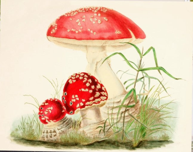 Woodland Mushrooms - Little Vintage Greeting Card