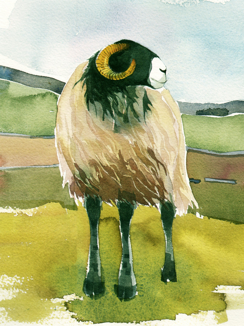 Sheep Journal by Mary Ann Rogers
