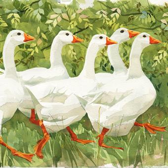 Geese Greetings Card