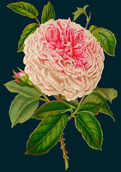 Rose Greetings Card by Madame Treacle.