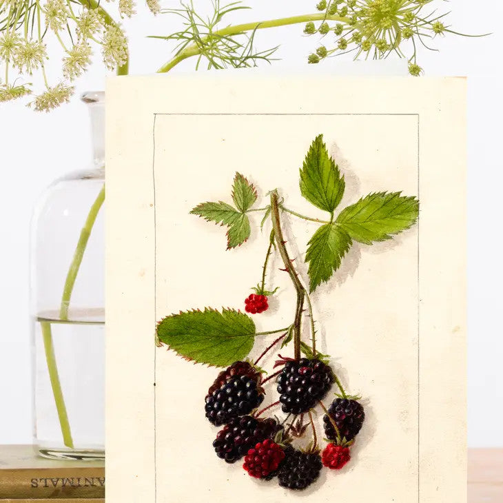 Blackberries  Greetings Card by Madame Treacle.