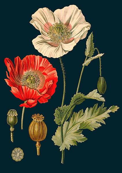Poppy Greetings Card by Madame Treacle.