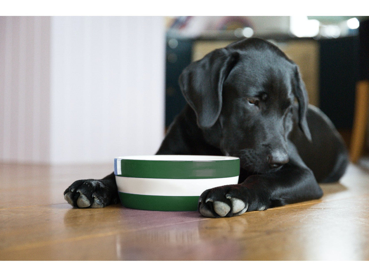 Cornishware Dog Bowl - Adder Green