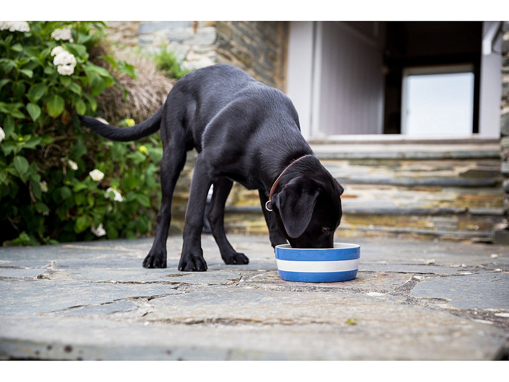 Cornishware Dog Bowl - Blue