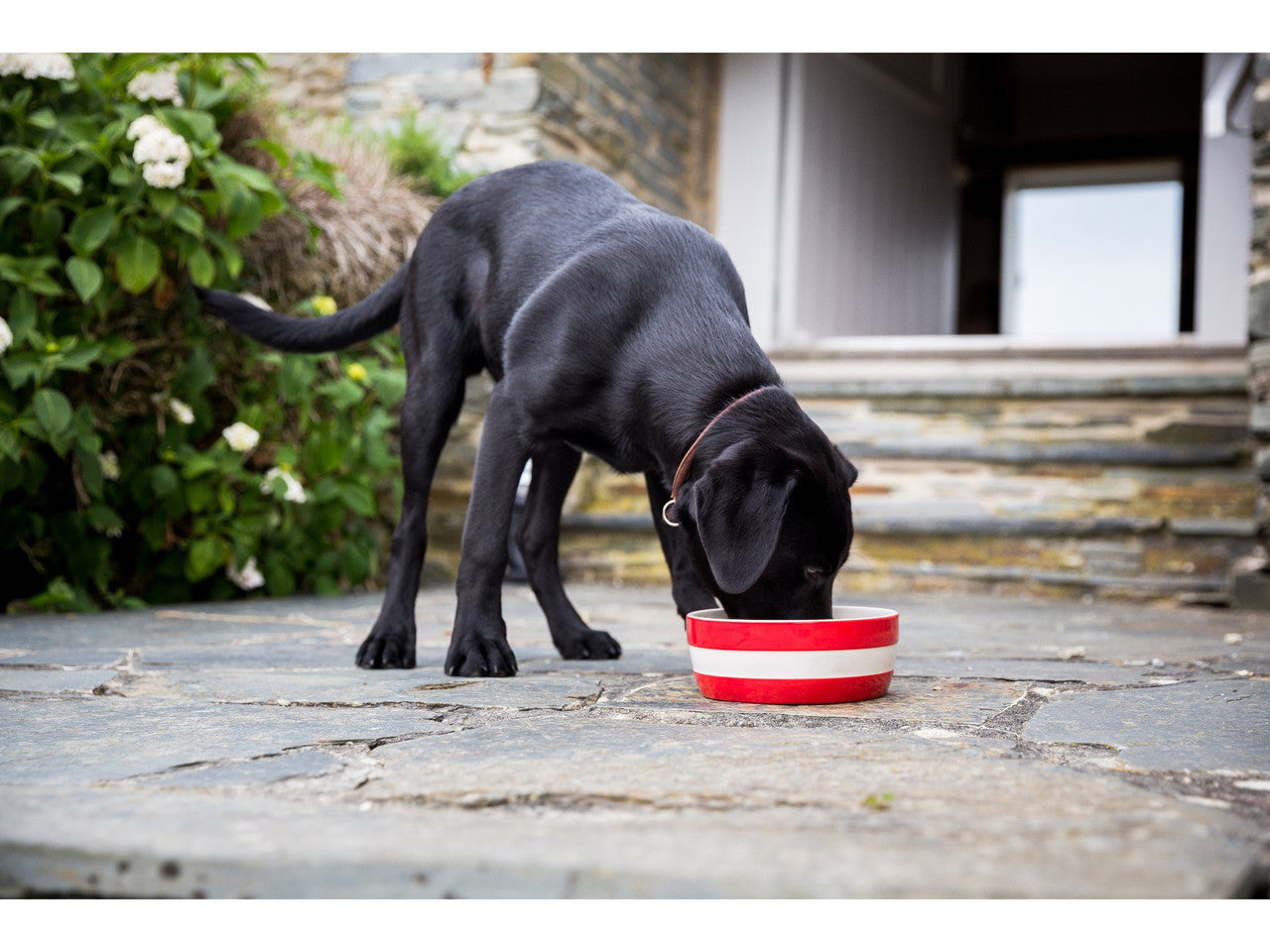 Cornishware Dog Bowl - Red