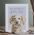 'Golden Oldie' Greetings Card by Hannah Dale for Wrendale Designs.