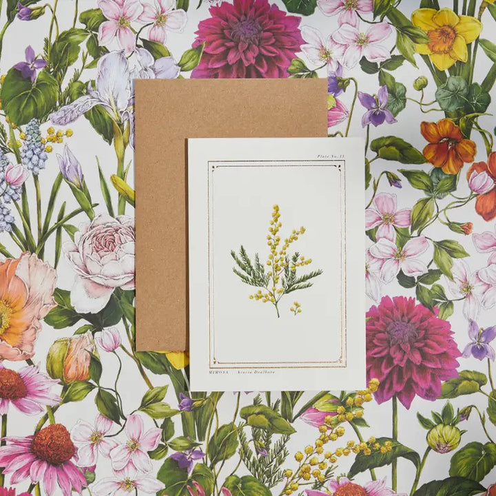 Mimosa - 'Botanical Archive: Everyday Edition' - card