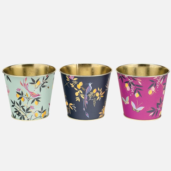 Orchard Set of Three Plant Pots by Sara Miller