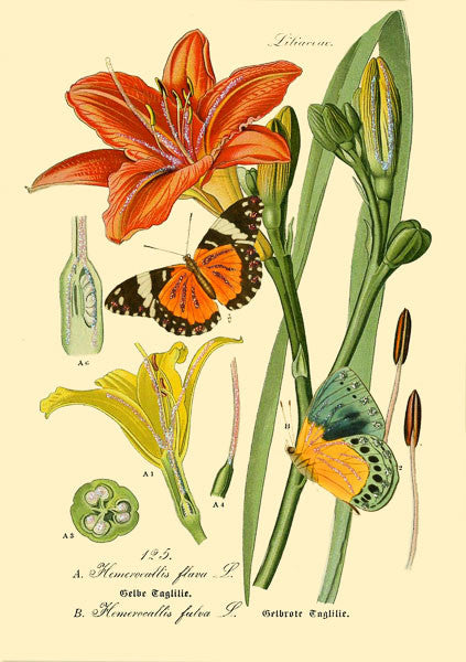 Butterfly and Lily Greetings Card by Madame Treacle.