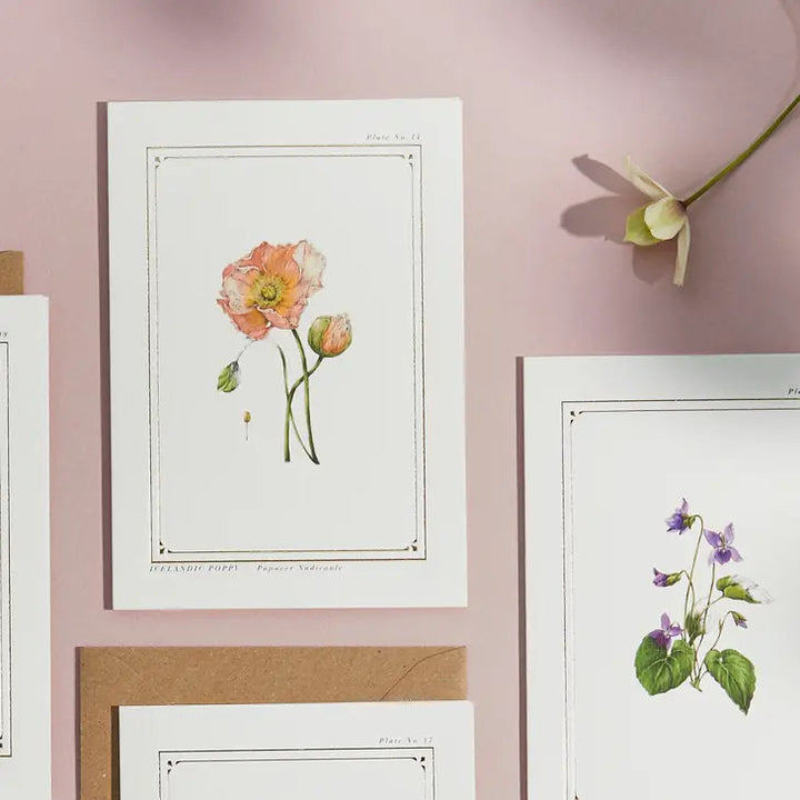 Icelandic Poppy - 'Botanical Archive: Everyday Edition' - card