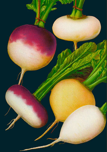Turnip Greetings Card by Madame Treacle.