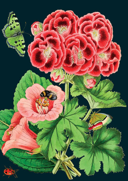 Pink Geranium Greetings Card by Madame Treacle.