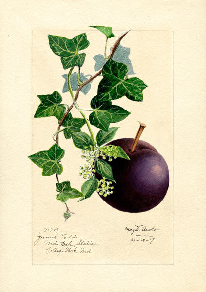 Plum Greeting Card by Madame Treacle