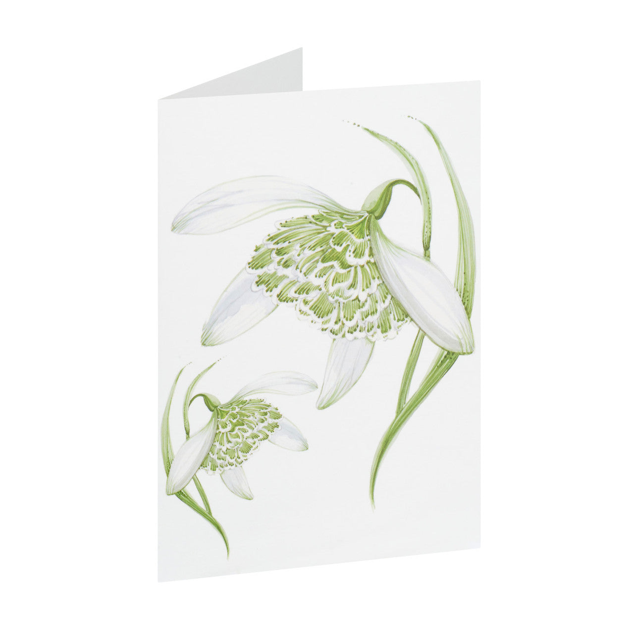 Snowdrop Greeting Card by Jane Abbott Designs