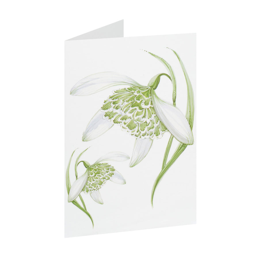 Snowdrop Greeting Card by Jane Abbott Designs