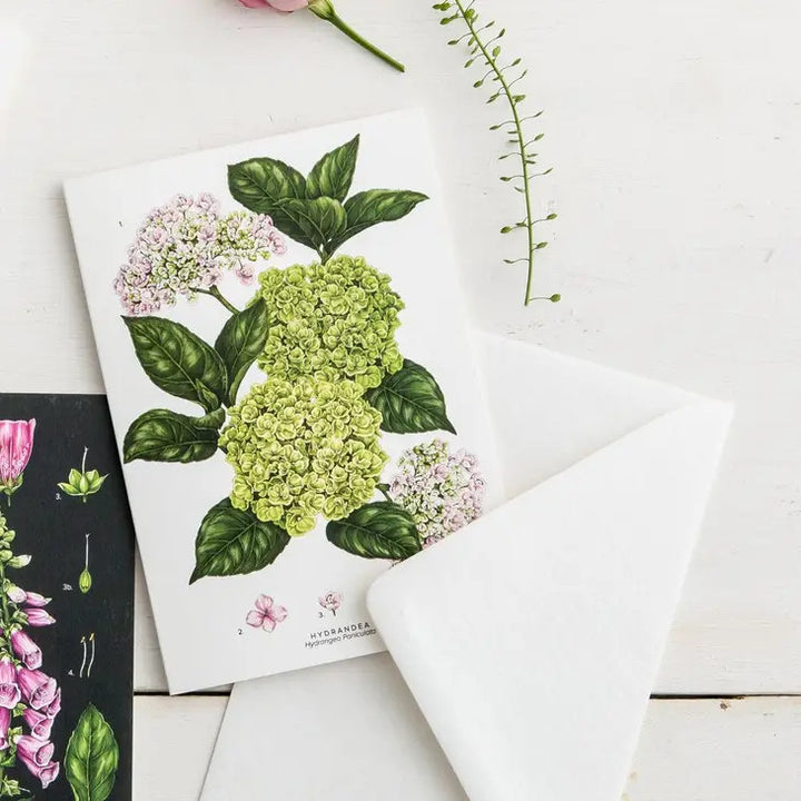 Hydrangea - card