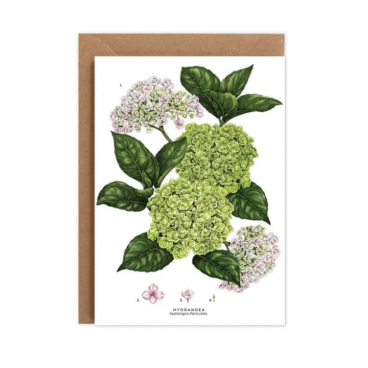Hydrangea - card