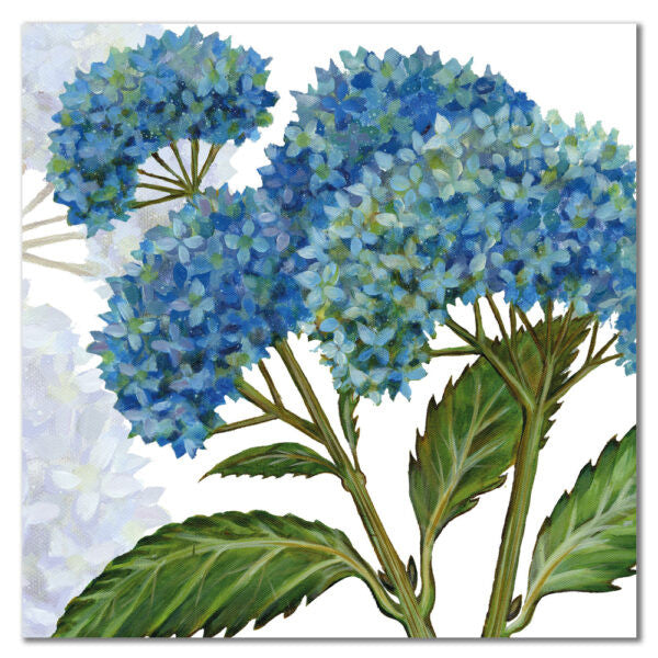 Hydrangea 