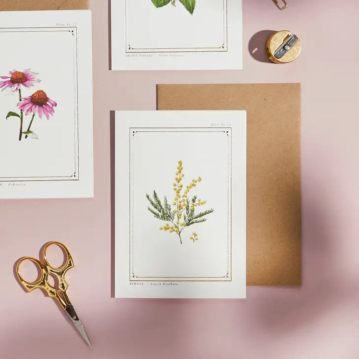 Mimosa - 'Botanical Archive: Everyday Edition' - card