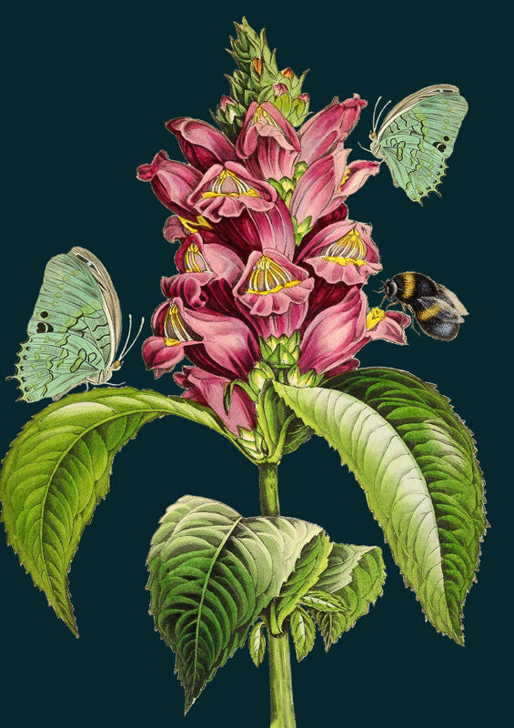 Snapdragon Greeting Card by Madame Treacle.