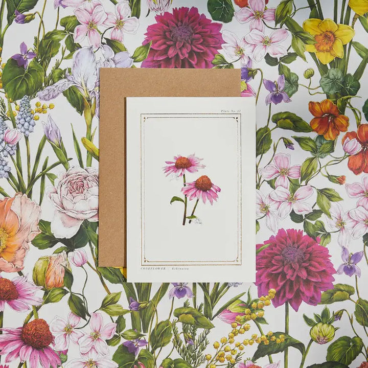 Echinacea - 'Botanical Archive: Everyday Edition' - card