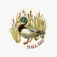 Hand-made Emma Bridgewater Game Birds Mallard 8 1/2 inch Plate