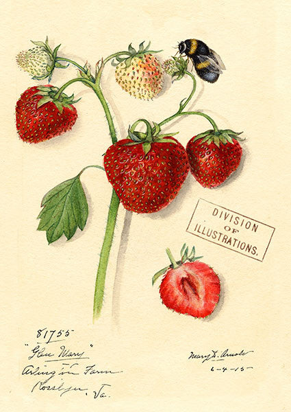 Strawberry Greetings Card by Madame Treacle.
