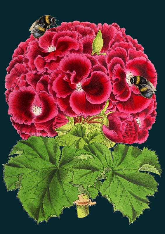 Geranium Greetings Card by Madame Treacle.